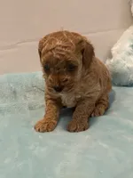 ♥️ AKC Toy Poodle , a male Poodle - Toy  for sale in Jensen Beach, FL – 2 of 5
