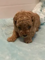 ♥️ AKC Toy Poodle , a male Poodle - Toy  for sale in Jensen Beach, FL – 3 of 5