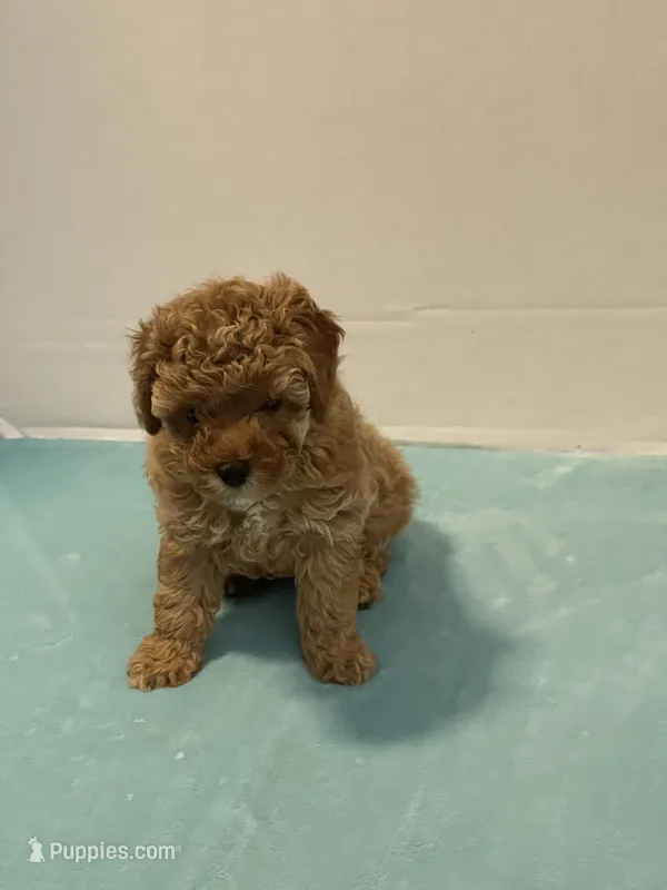 ♥️ AKC Toy Poodle  – Poodle - Toy  puppy for sale in Jensen Beach, FL