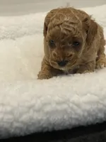 ♥️ AKC Toy Poodle , a male Poodle - Toy  for sale in Jensen Beach, FL – 5 of 5