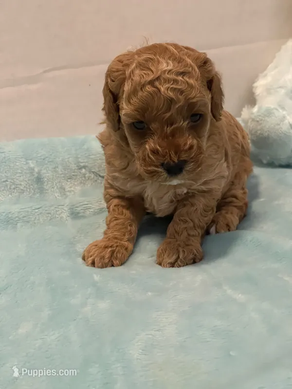 ♥️ AKC Toy Poodle  – Poodle - Toy  puppy for sale in Jensen Beach, FL