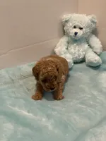 ♥️ AKC Toy Poodle , a male Poodle - Toy  for sale in Jensen Beach, FL – 4 of 5