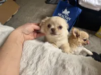 Happy, a male Chihuahua for sale in Oxnard, CA – 6 of 6