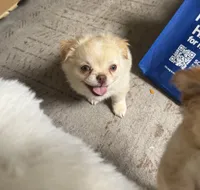 Happy, a male Chihuahua for sale in Oxnard, CA – 5 of 6