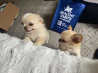 Happy, a male Chihuahua for sale in Oxnard, CA – 3 of 6