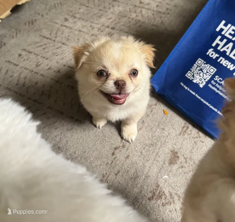 Happy – Chihuahua puppy for sale in Oxnard, CA