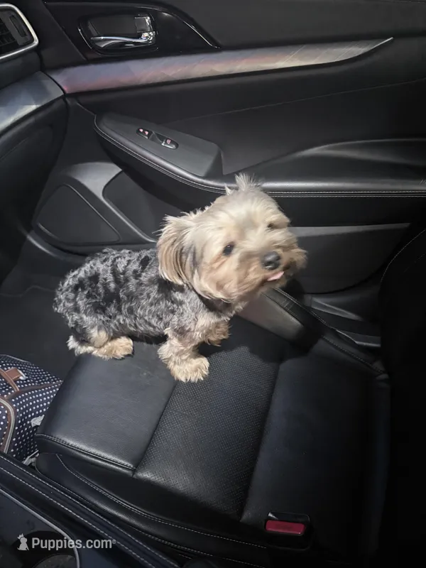 Onyx – Yorkshire Terrier puppy for sale in Omaha, NE