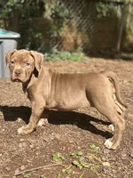 XL AMERICAN BULLY…, a male American Bully for sale in Snellville, GA – 2 of 8