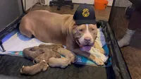 XL AMERICAN BULLY…, a male American Bully for sale in Snellville, GA – 5 of 7