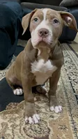XL AMERICAN BULLY…, a male American Bully for sale in Snellville, GA – 4 of 8