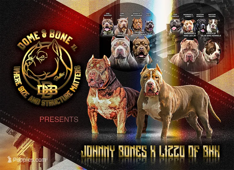 XL AMERICAN BULLY… – American Bully puppy for sale in Snellville, GA