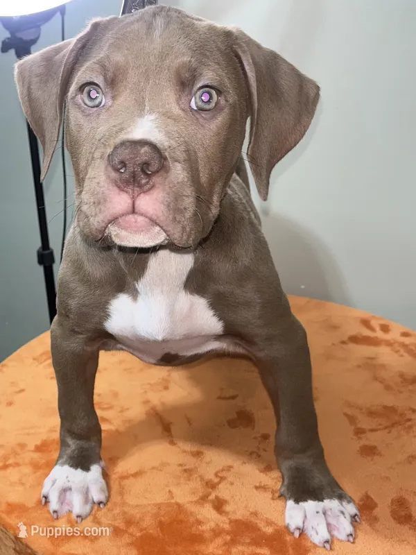 XL AMERICAN BULLY… – American Bully puppy for sale in Snellville, GA