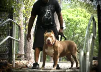 XL AMERICAN BULLY…, a male American Bully for sale in Snellville, GA – 6 of 7
