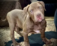 XL AMERICAN BULLY…, a male American Bully for sale in Snellville, GA – 1 of 8