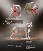 XL AMERICAN BULLY…, a male American Bully for sale in Snellville, GA – 7 of 8