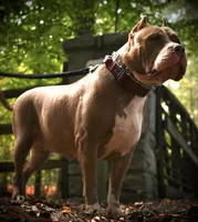 XL AMERICAN BULLY…, a male American Bully for sale in Snellville, GA – 5 of 8