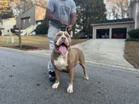 XL AMERICAN BULLY…, a male American Bully for sale in Snellville, GA – 7 of 7