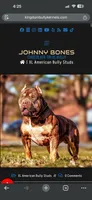 XL AMERICAN BULLY…, a male American Bully for sale in Snellville, GA – 8 of 8