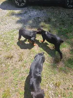 Male, a male Rottweiler for sale in Cumberland, VA – 2 of 2