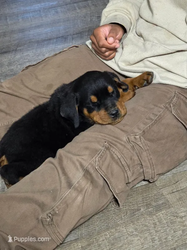 Male – Rottweiler puppy for sale in Cumberland, VA