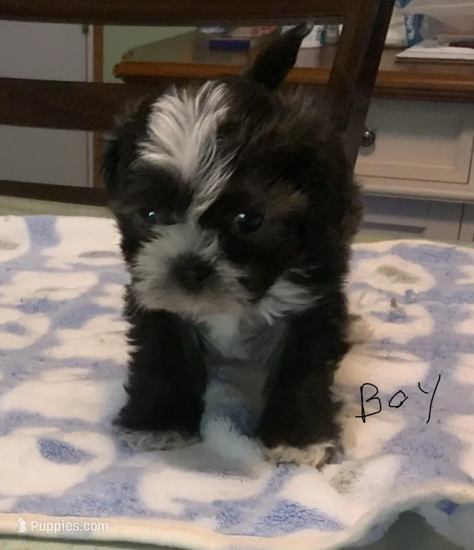 Blaze – Shih Tzu puppy for sale in Cope, SC