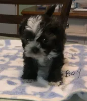 Blaze, a male Shih Tzu for sale in Cope, SC – 1 of 1