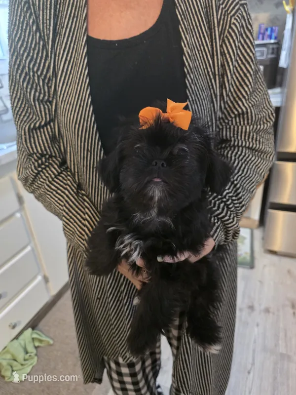 ZOE – Shih Tzu puppy for sale in Cope, SC