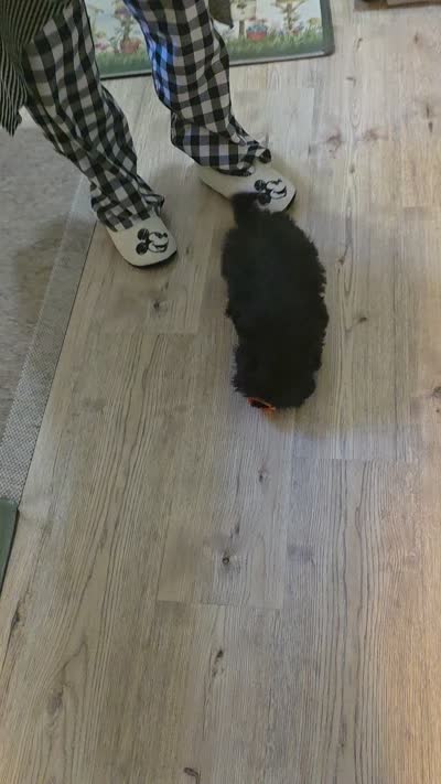 ZOE, a female Shih Tzu for sale in Cope, SC – 4 of 4