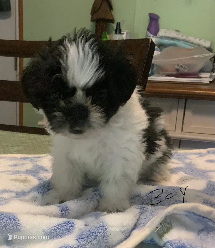 Jake – Shih Tzu puppy for sale in Cope, SC