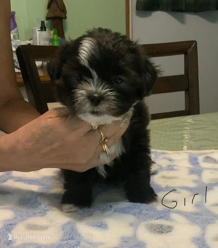 Ivy – Shih Tzu puppy for sale in Cope, SC