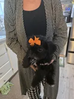 ZOE, a female Shih Tzu for sale in Cope, SC – 3 of 4