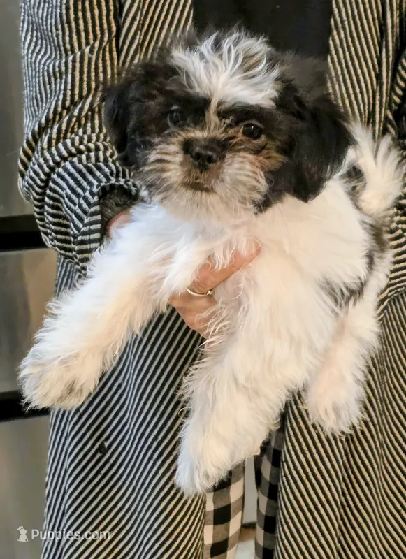 Jake – Shih Tzu puppy for sale in Cope, SC