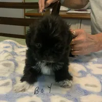 Zac, a male Shih Tzu for sale in Cope, SC – 1 of 1