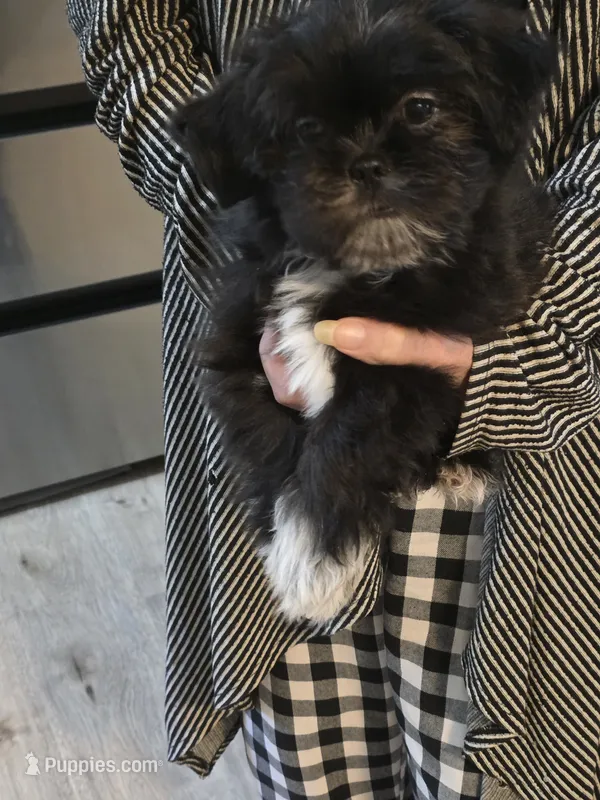 Zac – Shih Tzu puppy for sale in Cope, SC