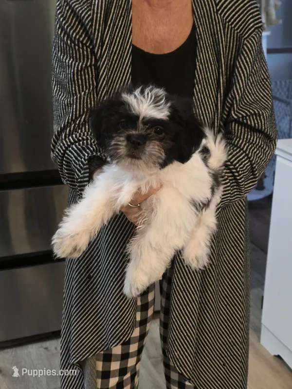 Jake – Shih Tzu puppy for sale in Cope, SC