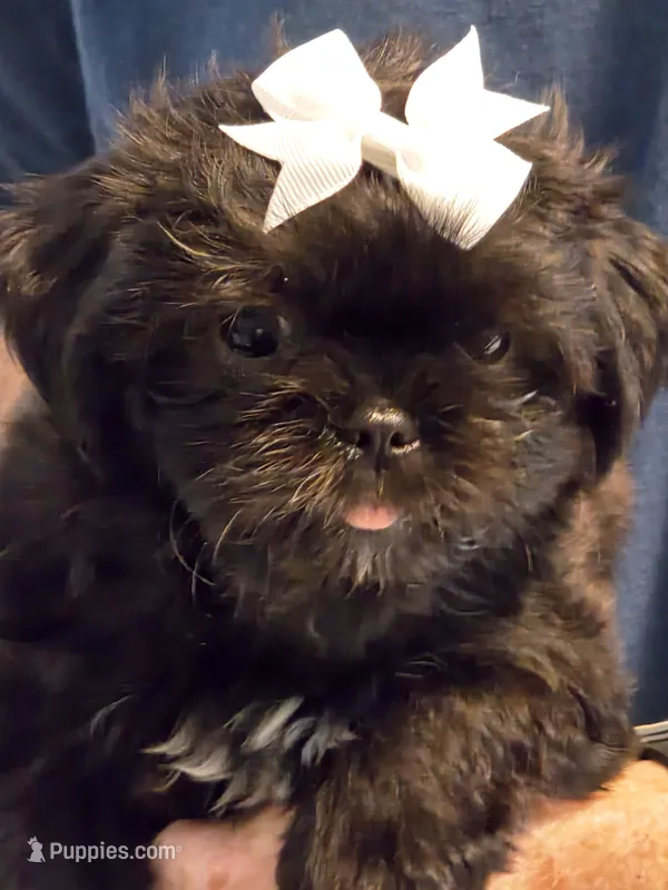 ZOE – Shih Tzu puppy for sale in Cope, SC