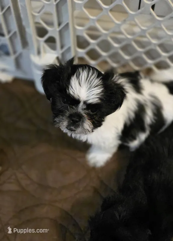 Jake – Shih Tzu puppy for sale in Cope, SC