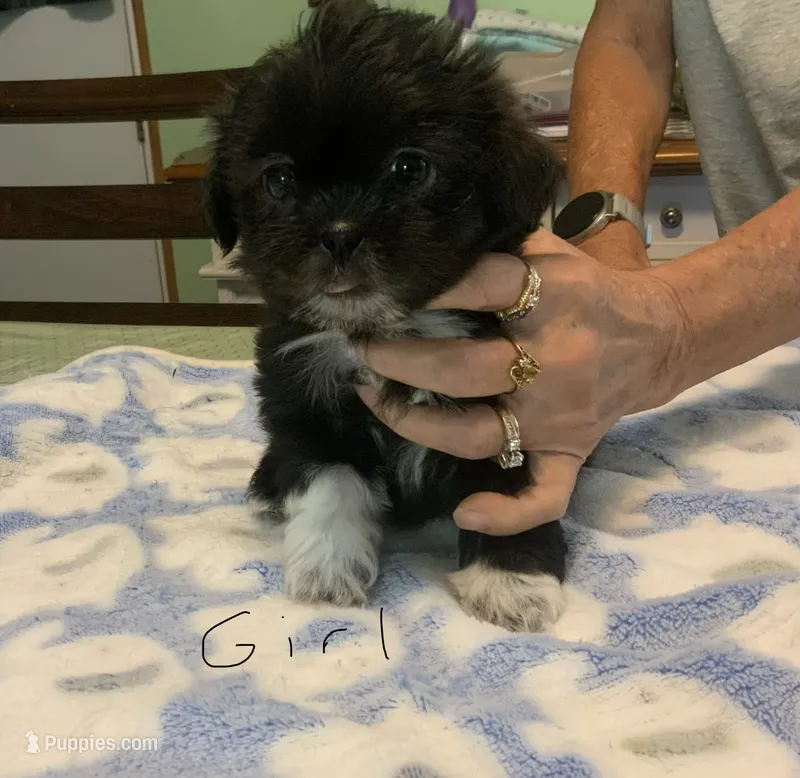 Cleo – Shih Tzu puppy for sale in Cope, SC