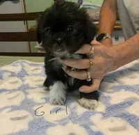 Cleo, a female Shih Tzu for sale in Cope, SC – 1 of 1