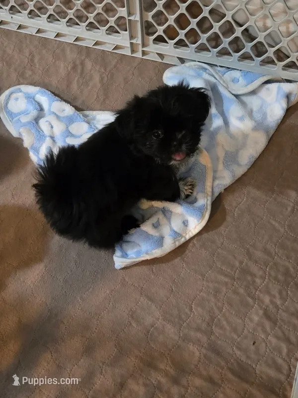Zac – Shih Tzu puppy for sale in Cope, SC