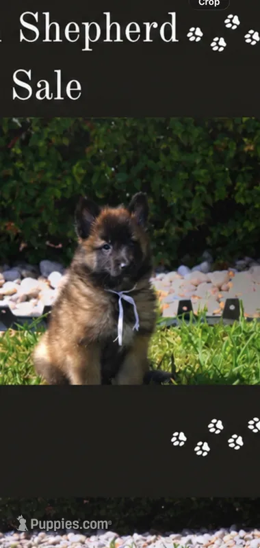 Diana ,spike – Belgian Tervuren puppy for sale in Tampa, FL