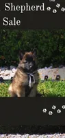 Diana ,spike, a male Belgian Tervuren for sale in Tampa, FL – 1 of 1