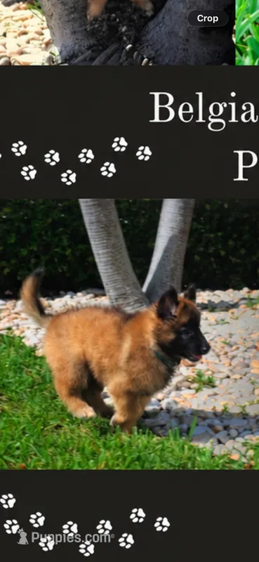 Karla – Belgian Tervuren puppy for sale in Tampa, FL