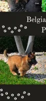 Karla, a female Belgian Tervuren for sale in Tampa, FL – 1 of 1