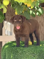 Candy puppy , a female Labrador Retriever for sale in Los Angeles, CA – 1 of 1