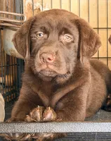  Akc Labrador chocolate, a female Labrador Retriever for sale in Corona, CA – 1 of 1