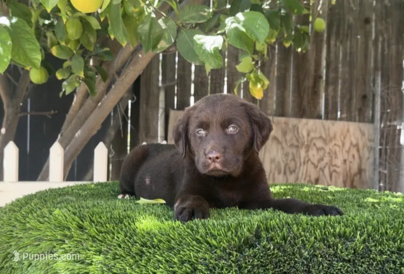 Labrador retriever  – Labrador Retriever puppy for sale in Corona, CA