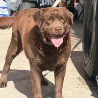 Female labrador Akc puppy, a female Labrador Retriever for sale in Corona, CA – 2 of 2