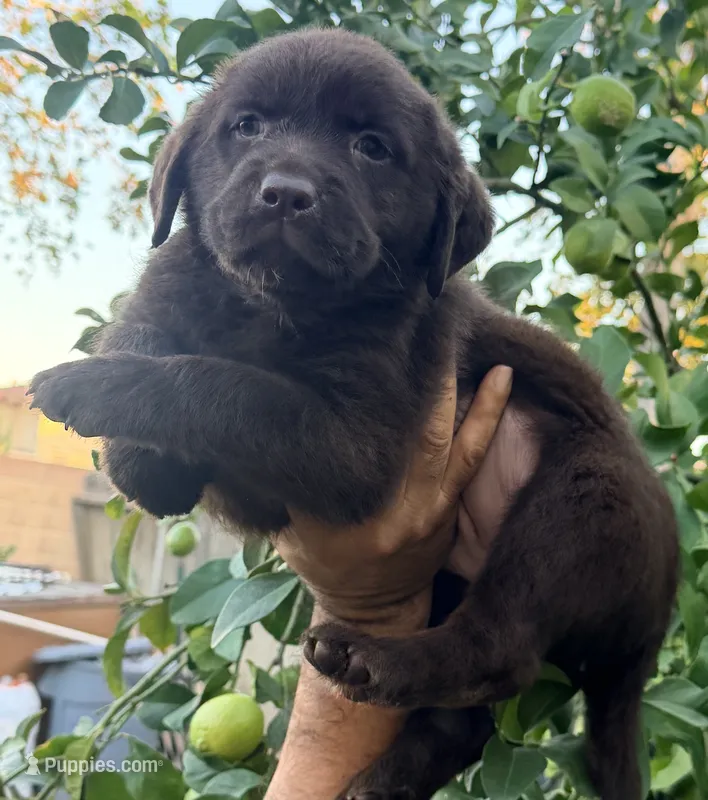 Frida akc English  – Labrador Retriever puppy for sale in Corona, CA