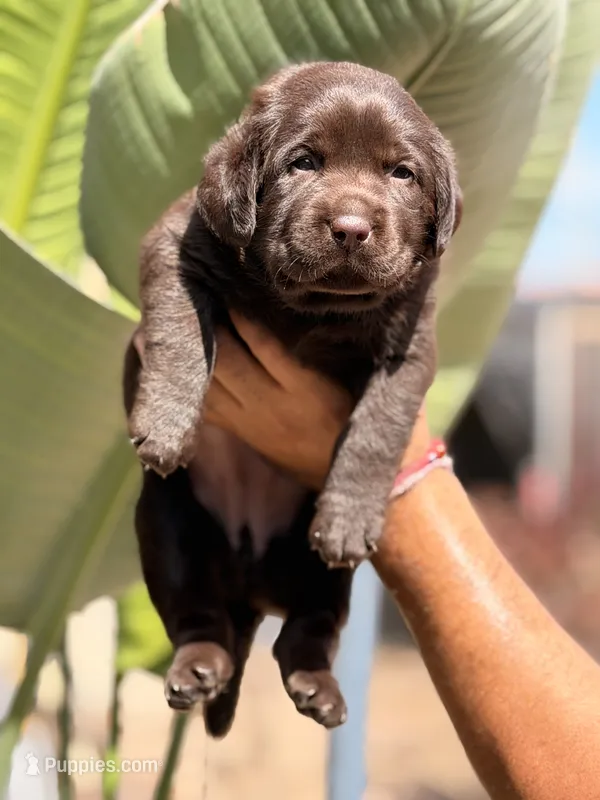 English Labrador chocolate  – Labrador Retriever puppy for sale in Corona, CA